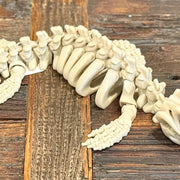 Mosasaur Skeleton