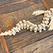 Mosasaur Skeleton