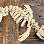 Mosasaur Skeleton