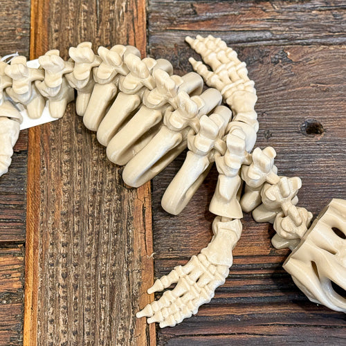 Mosasaur Skeleton