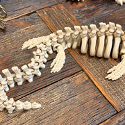 Mosasaur Skeleton
