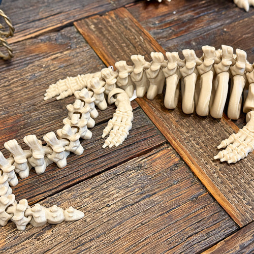 Mosasaur Skeleton