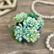 Sola Succulent